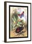 Butterfly, Dragonfly, and Beetles-James Duncan-Framed Art Print