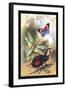 Butterfly, Dragonfly, and Beetles-James Duncan-Framed Art Print