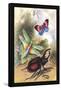 Butterfly, Dragonfly, and Beetles-James Duncan-Framed Stretched Canvas