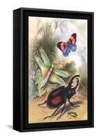 Butterfly, Dragonfly, and Beetles-James Duncan-Framed Stretched Canvas