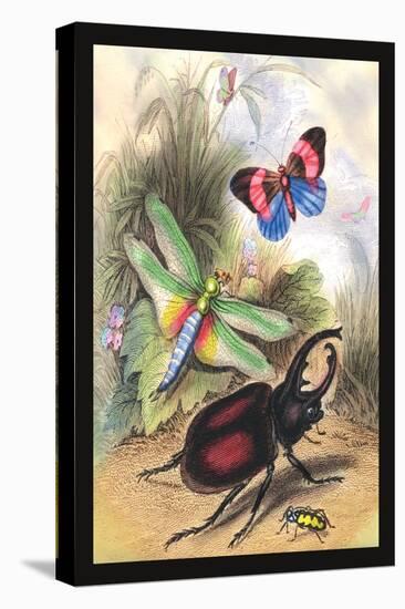 Butterfly, Dragonfly, and Beetles-James Duncan-Stretched Canvas