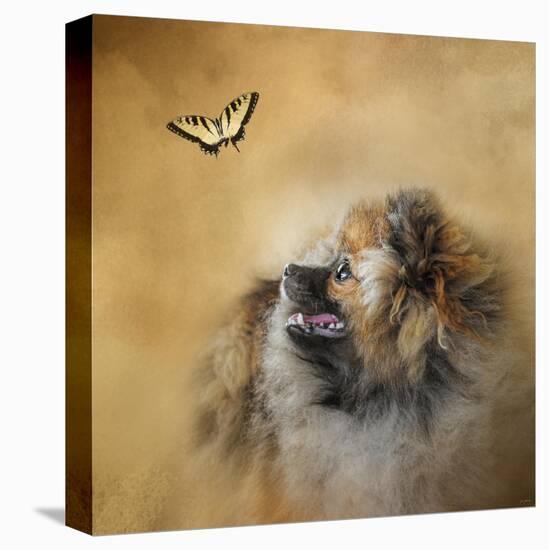 Butterfly Dreams Pomeranian-Jai Johnson-Stretched Canvas