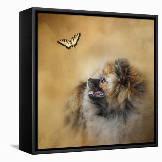 Butterfly Dreams Pomeranian-Jai Johnson-Framed Stretched Canvas