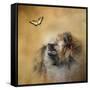 Butterfly Dreams Pomeranian-Jai Johnson-Framed Stretched Canvas