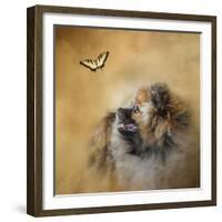 Butterfly Dreams Pomeranian-Jai Johnson-Framed Giclee Print