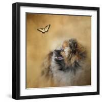 Butterfly Dreams Pomeranian-Jai Johnson-Framed Giclee Print