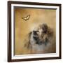 Butterfly Dreams Pomeranian-Jai Johnson-Framed Giclee Print