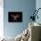 Butterfly Element-agsandrew-Stretched Canvas displayed on a wall