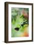 Butterfly, Euploea Core, Plant-Andreas Keil-Framed Photographic Print