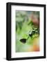 Butterfly, Euploea Core, Plant-Andreas Keil-Framed Photographic Print