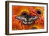 Butterfly Eurytides Corethus in the Papilionidae Family-Darrell Gulin-Framed Photographic Print