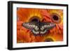 Butterfly Eurytides Corethus in the Papilionidae Family-Darrell Gulin-Framed Photographic Print