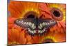 Butterfly Eurytides Corethus in the Papilionidae Family-Darrell Gulin-Mounted Photographic Print