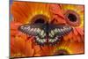 Butterfly Eurytides Corethus in the Papilionidae Family-Darrell Gulin-Mounted Photographic Print