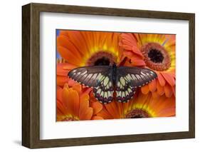 Butterfly Eurytides Corethus in the Papilionidae Family-Darrell Gulin-Framed Premium Photographic Print