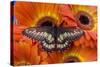 Butterfly Eurytides Corethus in the Papilionidae Family-Darrell Gulin-Stretched Canvas