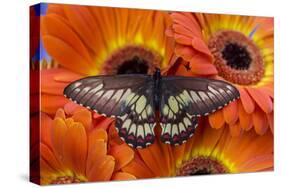 Butterfly Eurytides Corethus in the Papilionidae Family-Darrell Gulin-Stretched Canvas