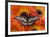 Butterfly Eurytides Corethus in the Papilionidae Family-Darrell Gulin-Framed Photographic Print