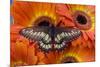 Butterfly Eurytides Corethus in the Papilionidae Family-Darrell Gulin-Mounted Photographic Print