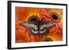 Butterfly Eurytides Corethus in the Papilionidae Family-Darrell Gulin-Framed Photographic Print