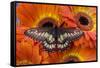 Butterfly Eurytides Corethus in the Papilionidae Family-Darrell Gulin-Framed Stretched Canvas