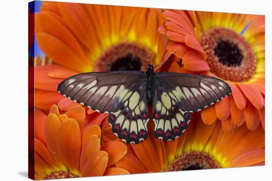 Butterfly Eurytides Corethus in the Papilionidae Family-Darrell Gulin-Stretched Canvas