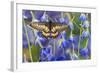 Butterfly Eurytides Corethus in the Papilionidae Family-Darrell Gulin-Framed Photographic Print