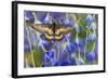 Butterfly Eurytides Corethus in the Papilionidae Family-Darrell Gulin-Framed Photographic Print