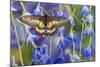 Butterfly Eurytides Corethus in the Papilionidae Family-Darrell Gulin-Mounted Photographic Print