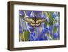 Butterfly Eurytides Corethus in the Papilionidae Family-Darrell Gulin-Framed Photographic Print