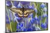 Butterfly Eurytides Corethus in the Papilionidae Family-Darrell Gulin-Mounted Photographic Print