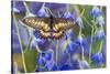 Butterfly Eurytides Corethus in the Papilionidae Family-Darrell Gulin-Stretched Canvas