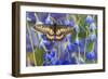 Butterfly Eurytides Corethus in the Papilionidae Family-Darrell Gulin-Framed Photographic Print