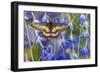 Butterfly Eurytides Corethus in the Papilionidae Family-Darrell Gulin-Framed Photographic Print