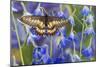 Butterfly Eurytides Corethus in the Papilionidae Family-Darrell Gulin-Mounted Photographic Print