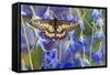 Butterfly Eurytides Corethus in the Papilionidae Family-Darrell Gulin-Framed Stretched Canvas