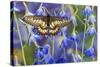 Butterfly Eurytides Corethus in the Papilionidae Family-Darrell Gulin-Stretched Canvas