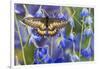 Butterfly Eurytides Corethus in the Papilionidae Family-Darrell Gulin-Framed Photographic Print