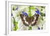 Butterfly, Female, Euthalia Adonia Adonia in the Nymphalidae Family-Darrell Gulin-Framed Photographic Print