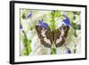 Butterfly, Female, Euthalia Adonia Adonia in the Nymphalidae Family-Darrell Gulin-Framed Photographic Print