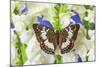 Butterfly, Female, Euthalia Adonia Adonia in the Nymphalidae Family-Darrell Gulin-Mounted Photographic Print