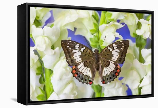 Butterfly, Female, Euthalia Adonia Adonia in the Nymphalidae Family-Darrell Gulin-Framed Stretched Canvas