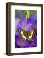 Butterfly Female Euthalia Adonia in the Nymphalidae Family-Darrell Gulin-Framed Photographic Print