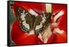 Butterfly Female Euthalia Adonia in the Nymphalidae Family-Darrell Gulin-Framed Stretched Canvas