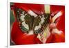 Butterfly Female Euthalia Adonia in the Nymphalidae Family-Darrell Gulin-Framed Photographic Print