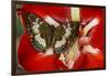 Butterfly Female Euthalia Adonia in the Nymphalidae Family-Darrell Gulin-Framed Photographic Print