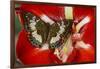 Butterfly Female Euthalia Adonia in the Nymphalidae Family-Darrell Gulin-Framed Photographic Print