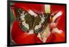 Butterfly Female Euthalia Adonia in the Nymphalidae Family-Darrell Gulin-Framed Photographic Print