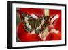 Butterfly Female Euthalia Adonia in the Nymphalidae Family-Darrell Gulin-Framed Photographic Print