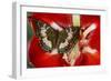 Butterfly Female Euthalia Adonia in the Nymphalidae Family-Darrell Gulin-Framed Photographic Print